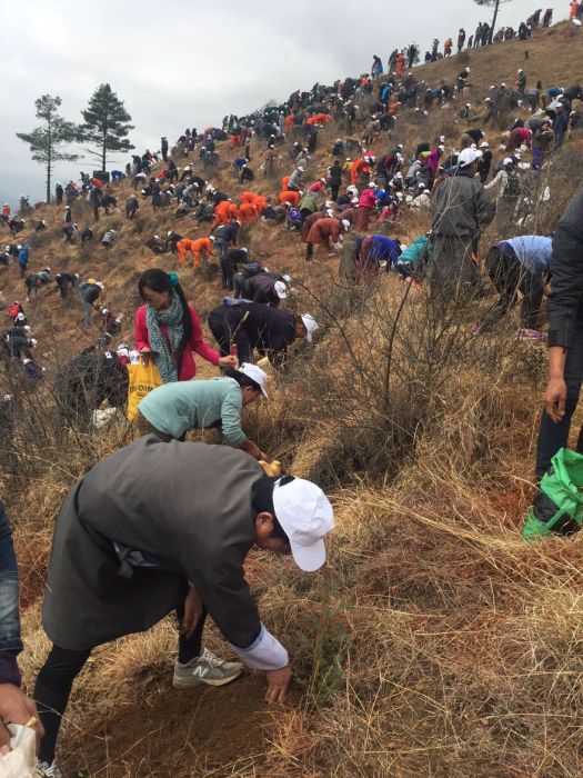 Bhutan Plants 108,000 Trees To Celebrate The Birth Of A New Prince (8 pics)