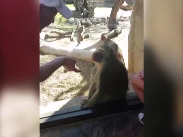 Baboon Is Amazed By Mans Magic Trick