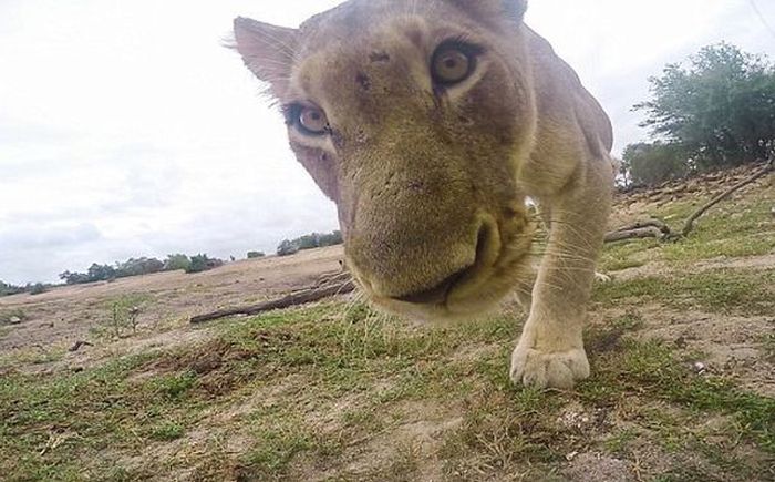 Lion Steals Ranger's GoPro Camera And Tries To Eat It (5 pics)