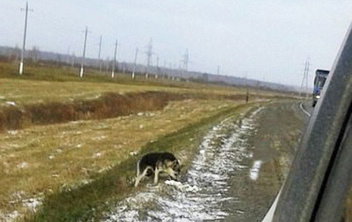 This Loyal Dog Has Been Waiting For His Owner To Return For Over A Year (3 pics)