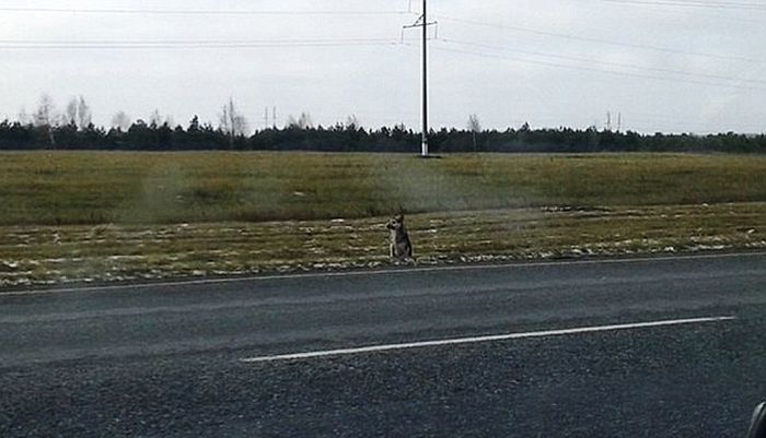 This Loyal Dog Has Been Waiting For His Owner To Return For Over A Year (3 pics)