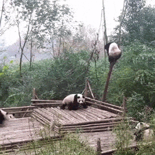 Cute And Clumsy Panda Fails (15 gifs)