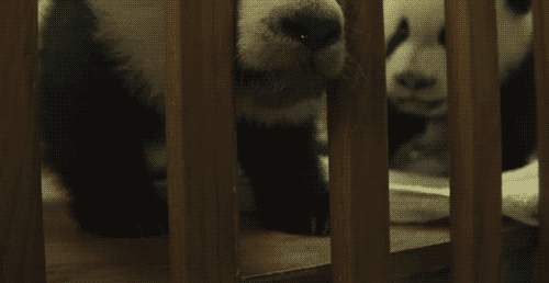 Cute And Clumsy Panda Fails (15 gifs)