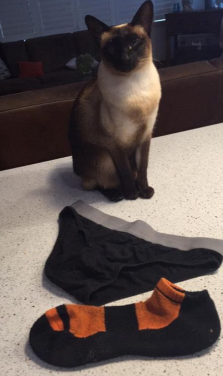 This Cat Burglar Loves To Steal Underwear (3 pics)