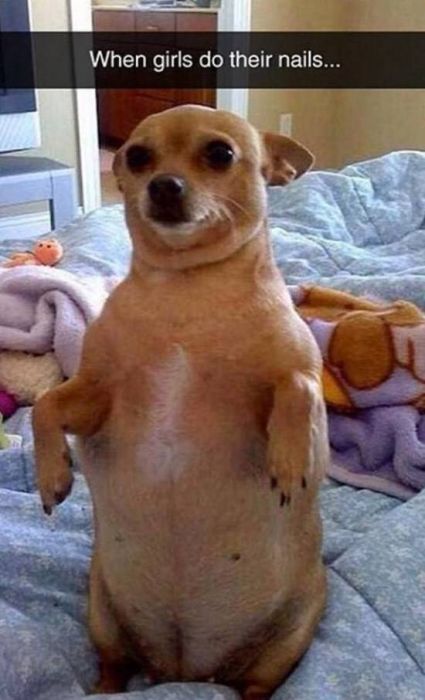 Funny And Clever Snapchats That Will Keep You Laughing All Day  (35 pics)
