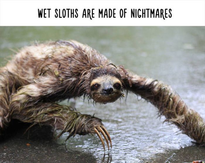 Funny Facts That Will Change The Way You See Animals (48 pics)