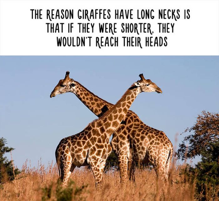 Funny Facts That Will Change The Way You See Animals (48 pics)