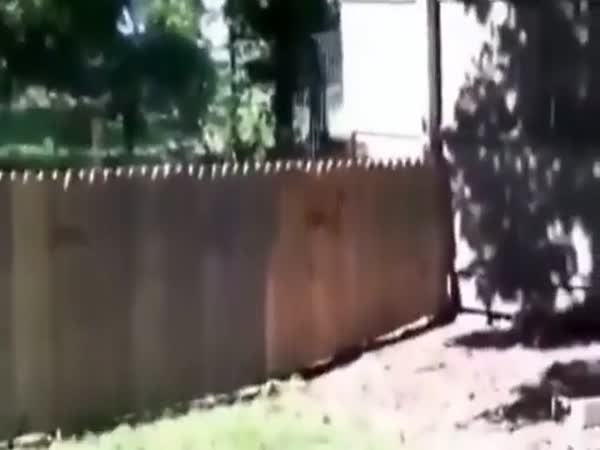 Man Builds A Fence So His Dog Wouldnt Escape