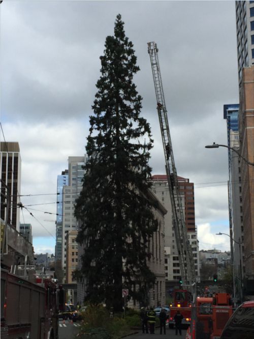 A Man In Seattle Has Climbed An 80-Foot Tree And He Won't Come Down (4 pics)