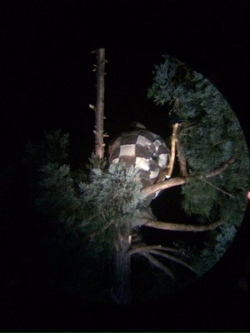 A Man In Seattle Has Climbed An 80-Foot Tree And He Won't Come Down (4 pics)