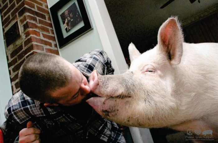 This Pet Pig Has Grown Up To Be A Massive Animal (20 pics)