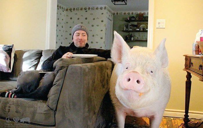This Pet Pig Has Grown Up To Be A Massive Animal (20 pics)
