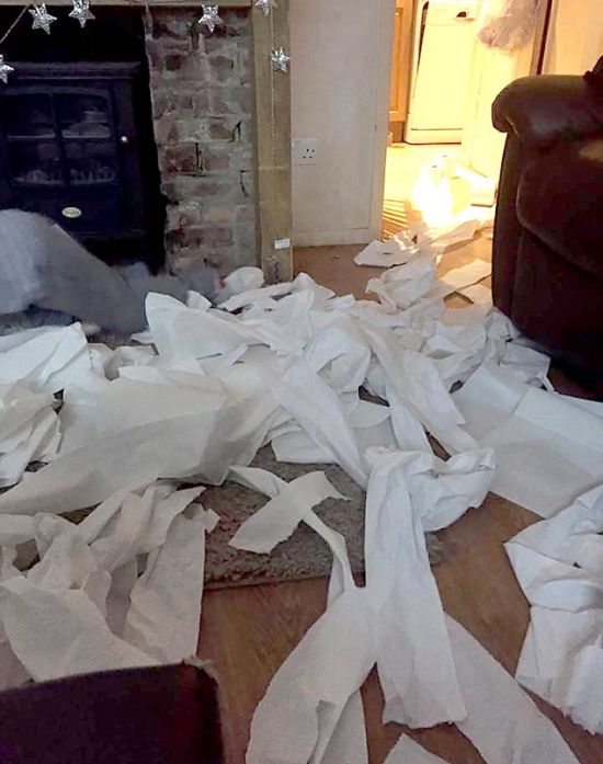 Four Year Old Kid Unravels 12 Rolls Of Toilet Paper In One Sitting (5 pics)