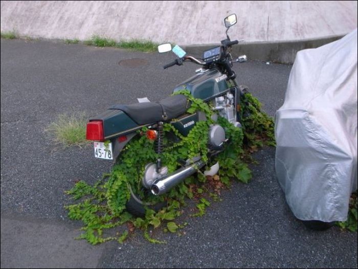 Acid Picdump (100 pics)