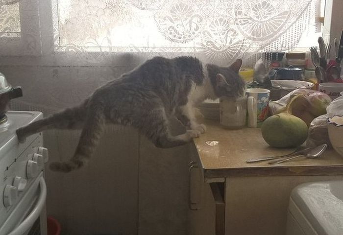 Acid Picdump (100 pics)