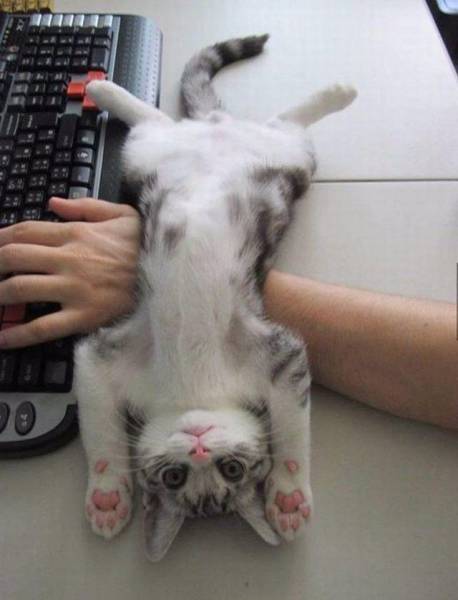 Acid Picdump (100 pics)