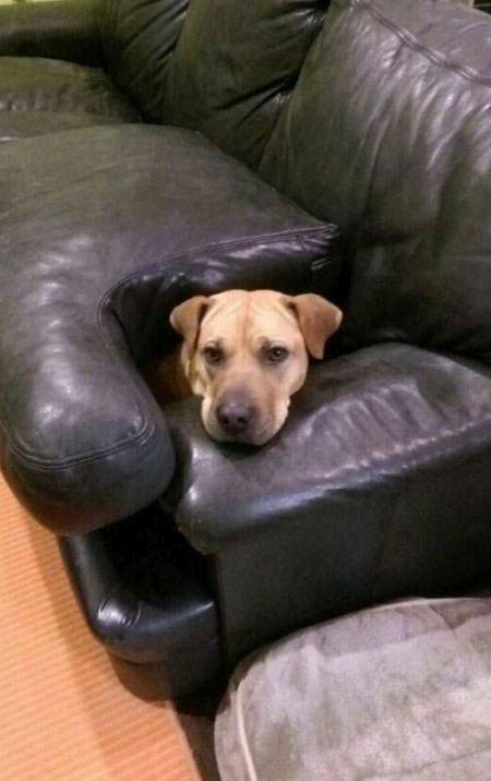 Dog Needs To Find A New Hiding Spot (3 pics)