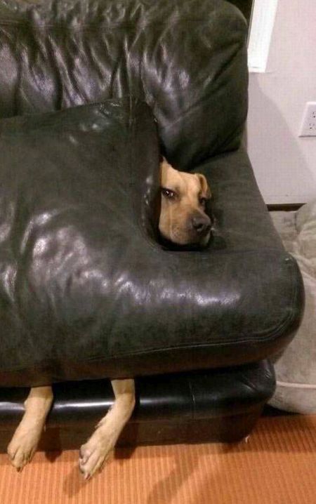 Dog Needs To Find A New Hiding Spot (3 pics)