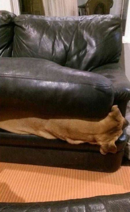 Dog Needs To Find A New Hiding Spot (3 pics)