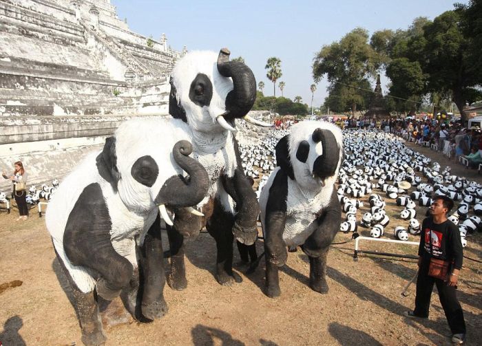 People In Thailand Painted Some Elephants To Make Them Look Like Pandas (5 pics)