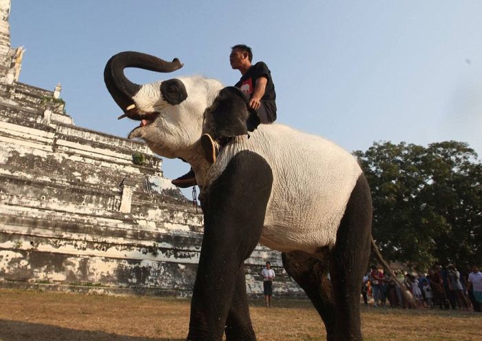 People In Thailand Painted Some Elephants To Make Them Look Like Pandas (5 pics)