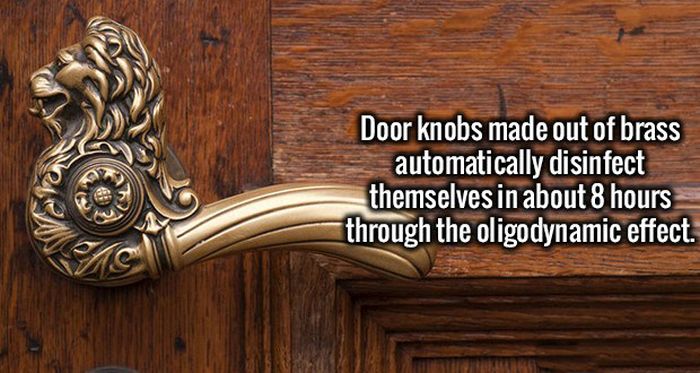 Fresh Facts That Will Make Your Brain Happy (19 pics)