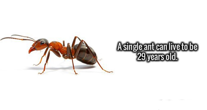 Fresh Facts That Will Make Your Brain Happy (19 pics)