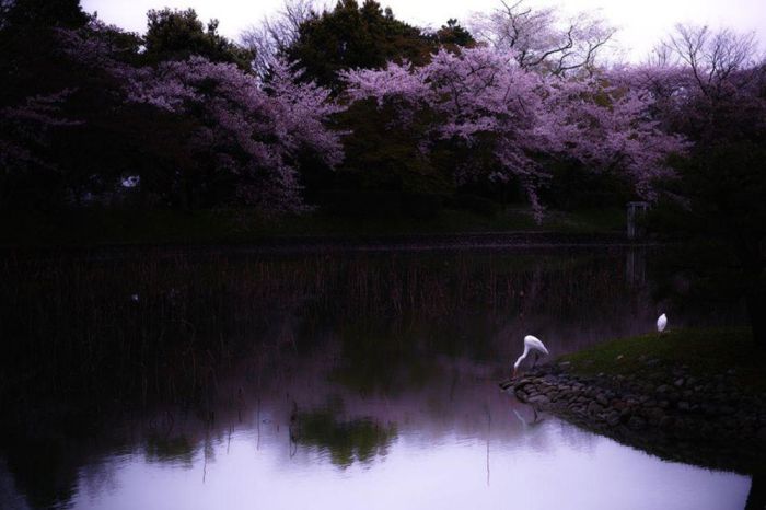 Japanese Flowering Cherry (16 pics)