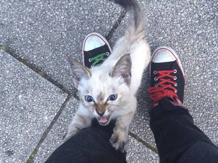 This Stray Kitten Stayed Persistent Until She Found Herself The Perfect Home (8 pics)