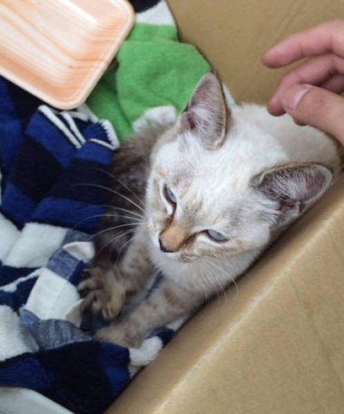 This Stray Kitten Stayed Persistent Until She Found Herself The Perfect Home (8 pics)