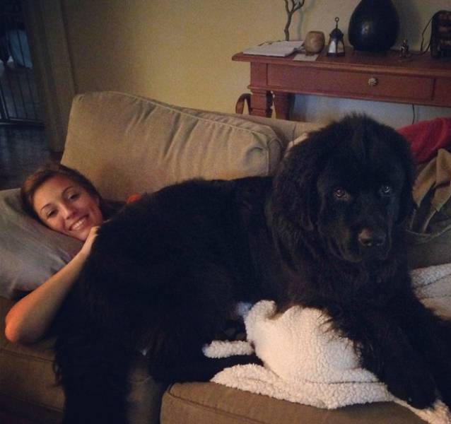 You Can Always Count On A Dog When You Need A Friend (35 pics)