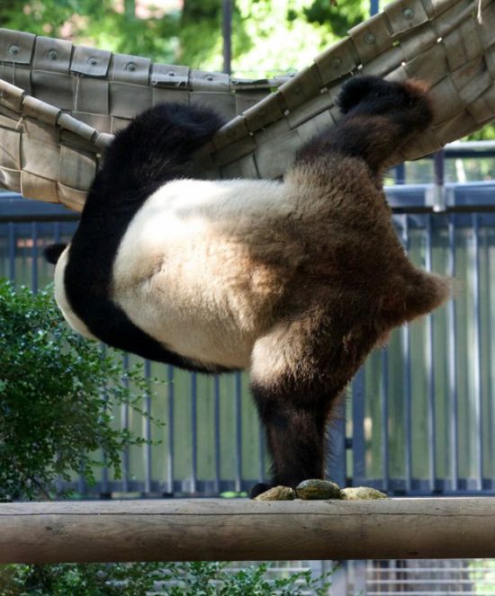 The Real Kung Fu Panda Lives In A Zoo In Tokyo (3 pics)