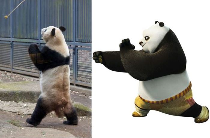 The Real Kung Fu Panda Lives In A Zoo In Tokyo (3 pics)