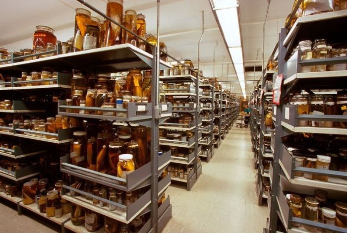 An Inside Look At The Specimen Collections At The Smithsonian's Museum Of Natural History (12 pics)
