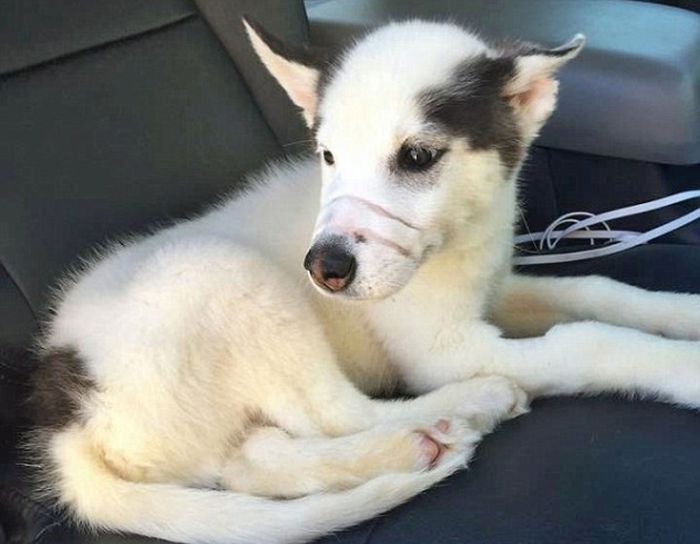 Puppy Gets Rescued From A Rough Situation (6 pics)