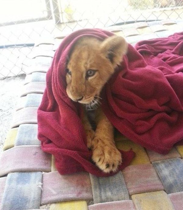 This Lion Just Loves To Snuggle (7 pics)