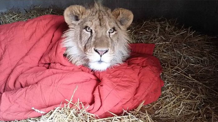 This Lion Just Loves To Snuggle (7 pics)