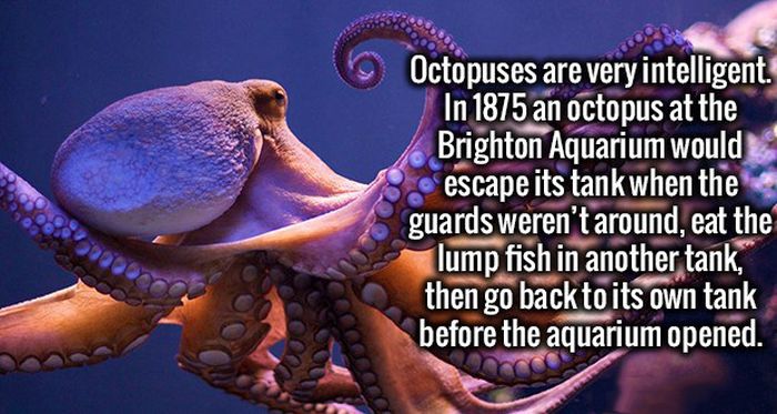 Fresh Facts For You And Your Brain To Memorize (20 pics)