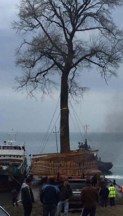 It's Not Easy To Transfer A Tree (3 pics)