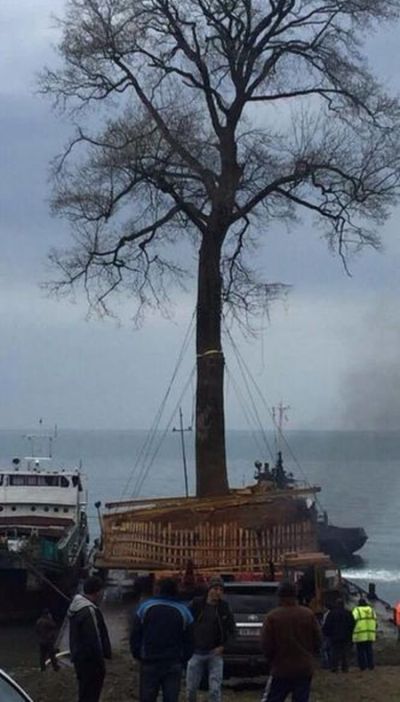 It's Not Easy To Transfer A Tree (3 pics)