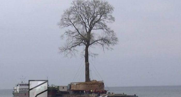 It's Not Easy To Transfer A Tree (3 pics)