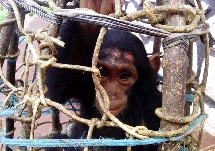 Baby Chimp Too Weak To Walk After Being Set Free (8 pics)