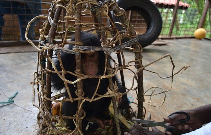 Baby Chimp Too Weak To Walk After Being Set Free (8 pics)