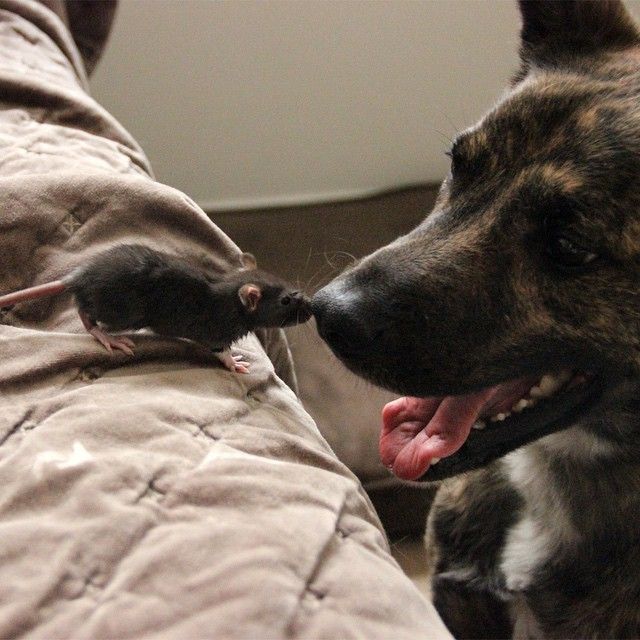 Best Friends Come In All Different Shapes And Sizes (9 pics)
