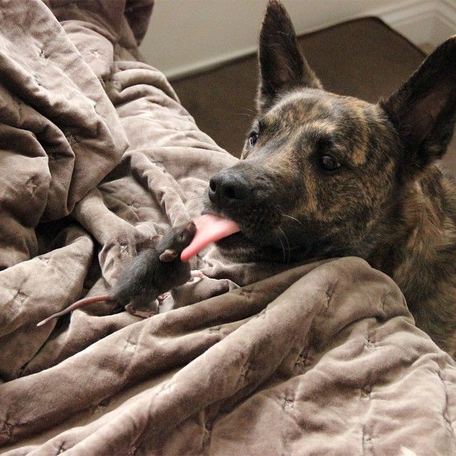 Best Friends Come In All Different Shapes And Sizes (9 pics)