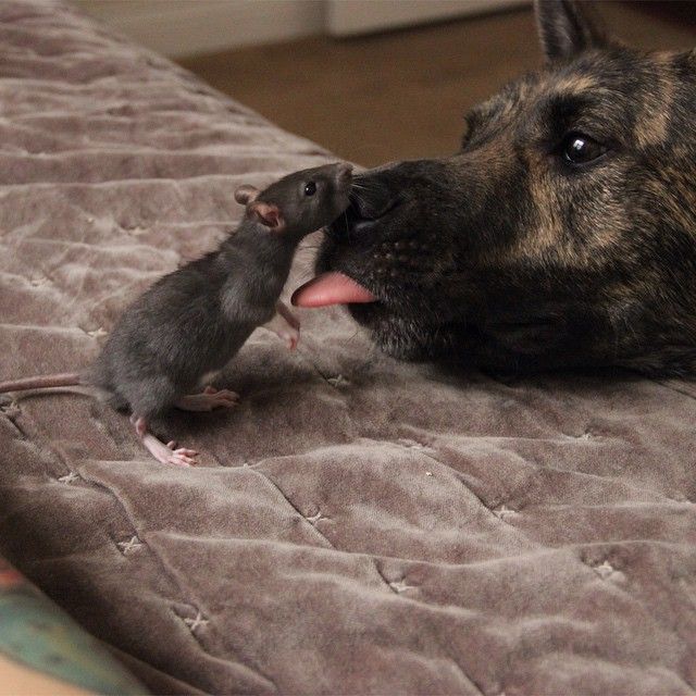 Best Friends Come In All Different Shapes And Sizes (9 pics)
