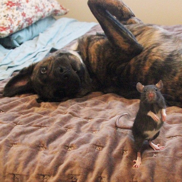 Best Friends Come In All Different Shapes And Sizes (9 pics)
