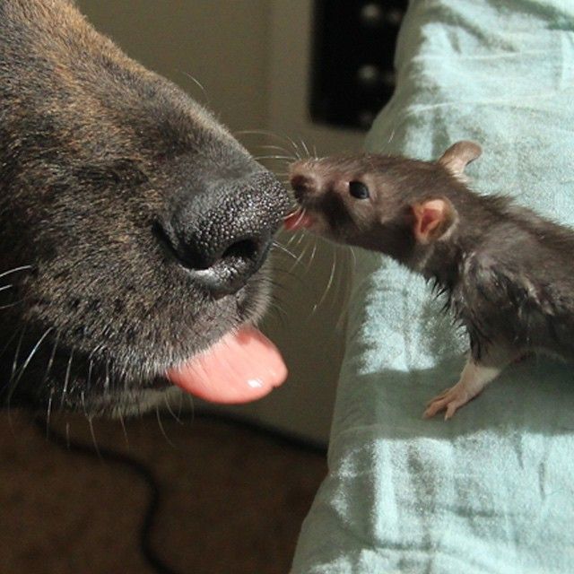 Best Friends Come In All Different Shapes And Sizes (9 pics)