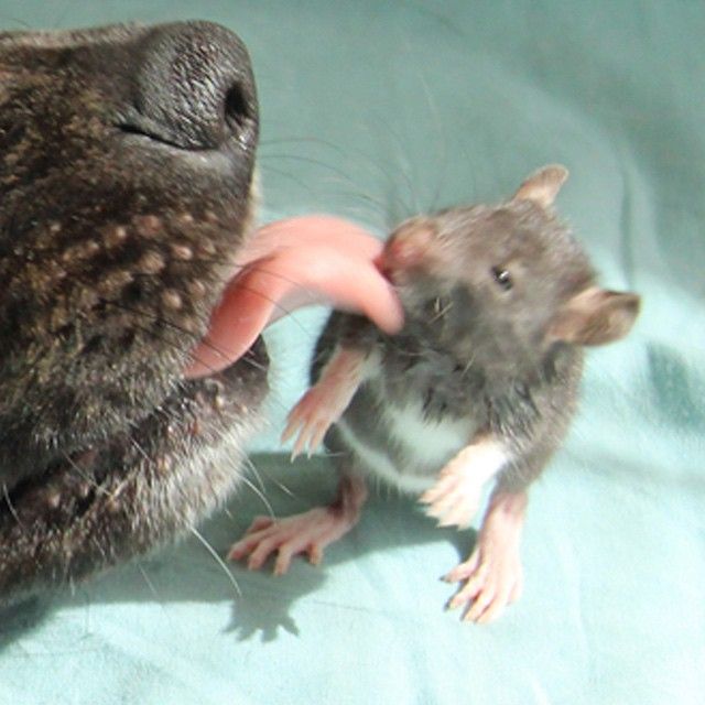Best Friends Come In All Different Shapes And Sizes (9 pics)