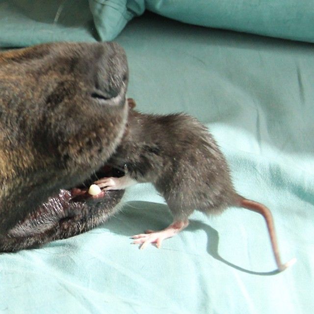 Best Friends Come In All Different Shapes And Sizes (9 pics)